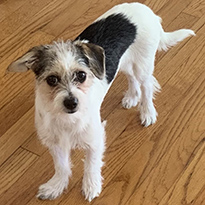 Photograph of Cheerleader Phoebe (an adorable dog)